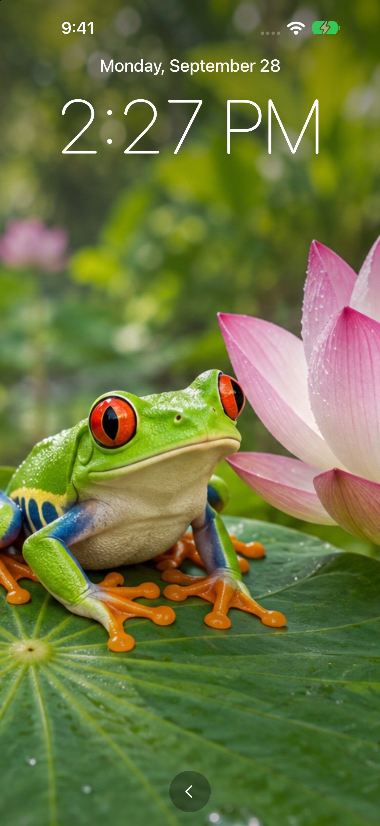 DogKona photo clock showing the time above a green frog and pink lotus flower